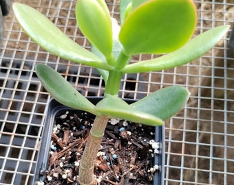 Jade plant Crassula Ovata 3.5" pot