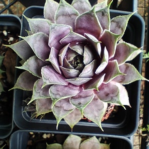 Purple Beauty Sempervivum Plant Hen and Chicks Cold Hardy Perennial