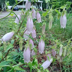 May include: A close-up of a cluster of pale pink bell-shaped flowers with green stems and leaves. The flowers are in bloom and have a delicate, feminine appearance.