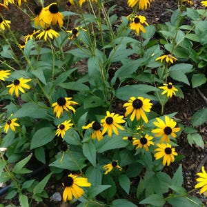 Rudbeckia Goldsturm plant 3.25-inch pot - Black-eyed Susan
