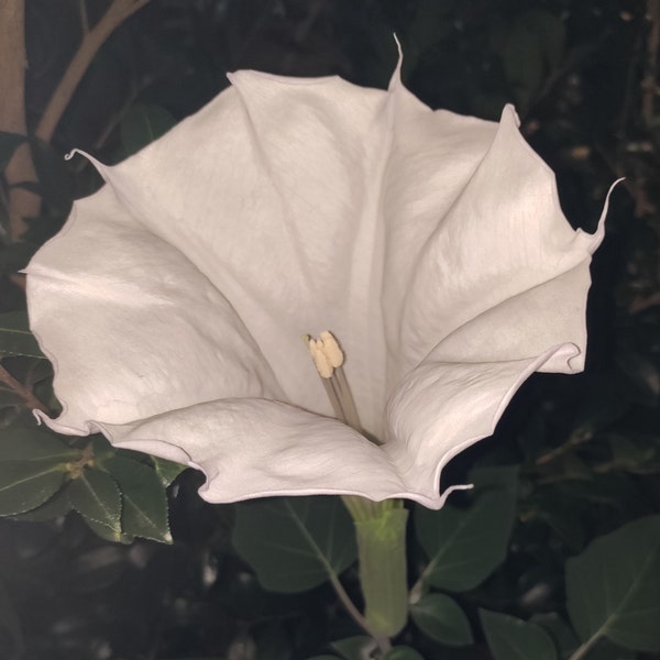 Datura Moonflower plant 3.25" pot - Datura inoxia