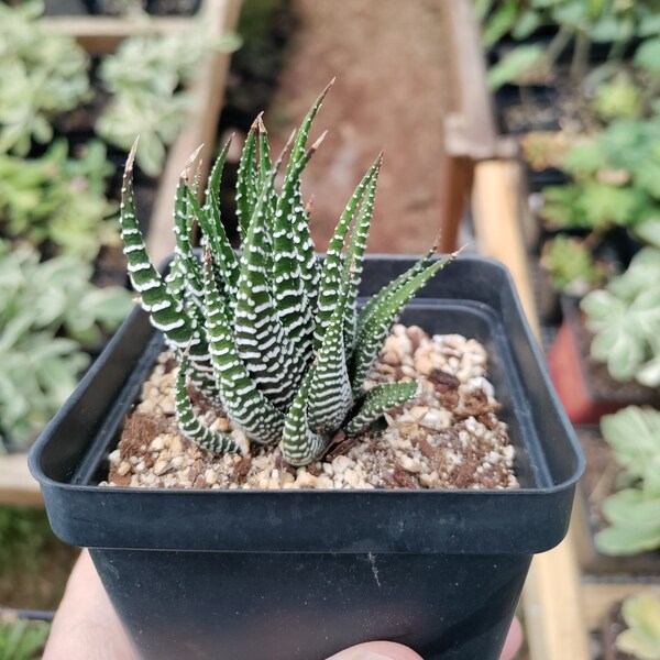 Zebra Haworthia plant 3.5" pot - Haworthiopsis fasciata - Zebra plant