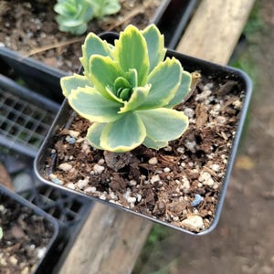 May include: A small green and yellow succulent plant in a black plastic pot. The plant has a rosette shape and is growing in a brown soil mix.