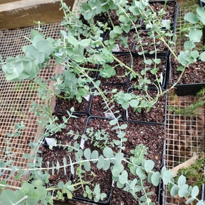 May include: A collection of young eucalyptus plants in small black plastic pots. The plants have round, silvery-green leaves and are arranged on a wooden shelf with a wire mesh surface. The image is taken from an elevated angle, showcasing the plants' growth.