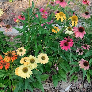 Coneflower &#39;Cheyenne Spirit&#39; plant 3.25&quot; pot - Echinacea