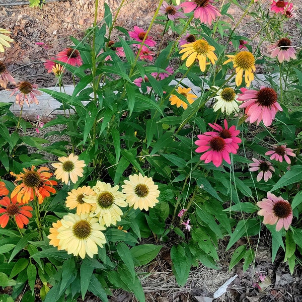 Coneflower 'Cheyenne Spirit' plant 3.25-inch pot - Echinacea