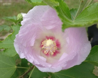 Hibiscus paramutabilis plant 3.25" pot - like Rose of Sharon but larger