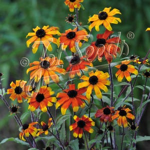 May include: A cluster of vibrant Black-Eyed Susan flowers with yellow and orange petals and dark brown centers. The flowers are in various stages of bloom, set against a green background. The image includes the text "Jet-Seeds".