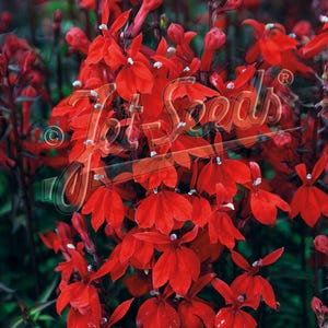 Lobelia Starship Scarlet plant 3.25-inch pot - Lobelia speciosa