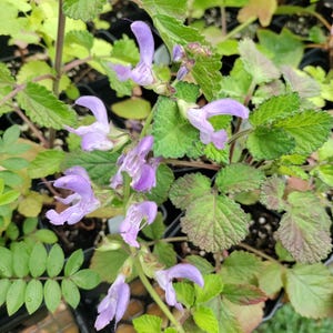 Red Root Sage, Danshen plant 3.25 inch pot - Salvia miltiorrhiza