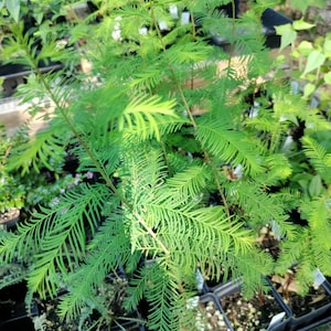 Bald Cypress plant 3.25&quot; pot - Taxodium distichum