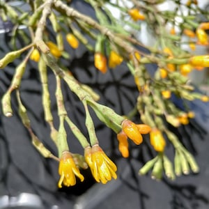 May include: Close-up of a branch of a plant with small, bright yellow flowers. The flowers are clustered together and have a delicate, almost translucent appearance.