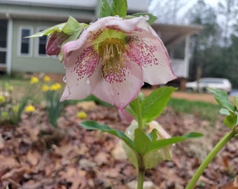 Lenten Rose plant 3.25" pot - Mixed colors