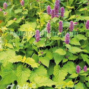 Agastache &#39;Golden Jubilee plant 3.25&quot; pot - Anise Hyssop