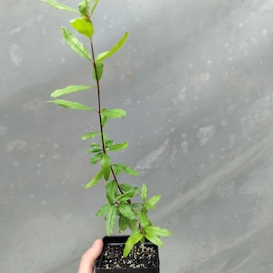 Pomegranate &#39;Wonderful&#39; plant 3.25&quot; pot - Punica granatum