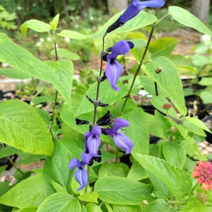 Salvia &#39;Black and Blue&#39; plant 3.25&quot; pot - Salvia guaranitica