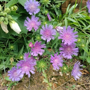 Stoke&#39;s Aster plant 3.25&quot; pot - Stokesia laevis
