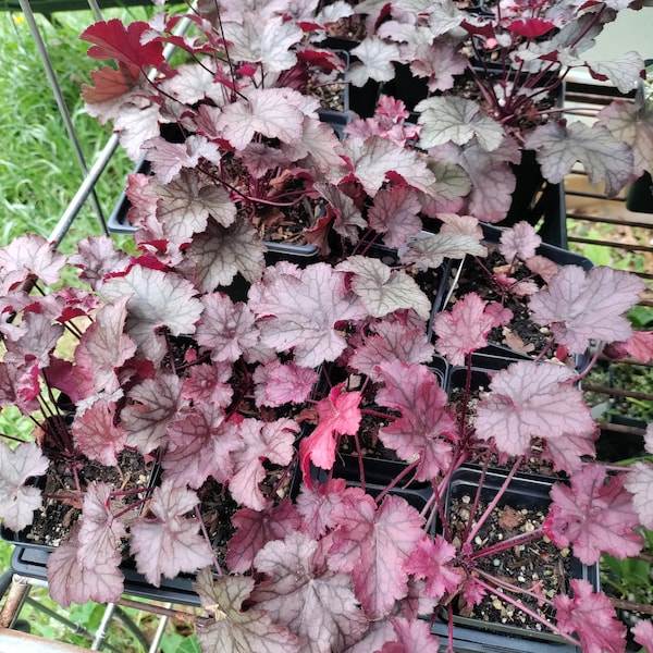 Heuchera 'Amethyst Myst' plant 3.25" pot - purple Coral Bells