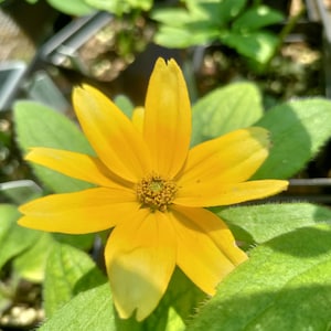 May include: Close-up of a vibrant yellow flower with multiple petals and a dark center. The flower is surrounded by green leaves, creating a natural and colorful composition. The petals have a slight gradient of color.