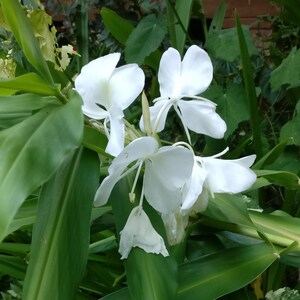May include: White ginger lily flowers with green leaves. The flowers have a delicate, elegant appearance.