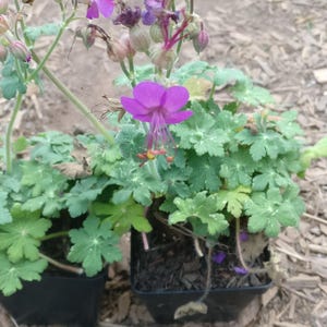 Cranesbill Geranium Pink &#39;Bevan&#39;s Variety&#39; plant 3.25 inch pot - Hardy Geranium