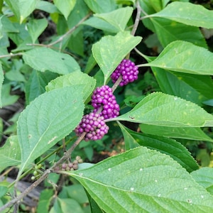 Beautyberry, American plant 3.25 inch pot  - Callicarpa americana