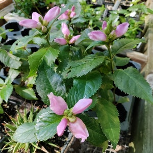 May include: A close-up of a pink flowering plant with green leaves. The plant is in a pot and is growing in a greenhouse setting.