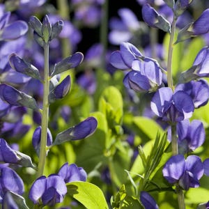 Blue Baptisia plant 3.25 inch pot - Baptisia australis