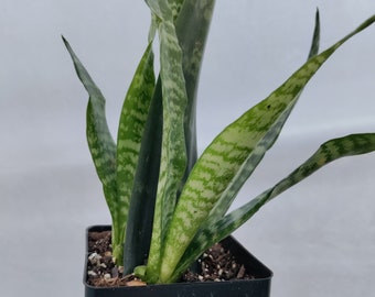 Snake plant 3.5" pot - Sansevieria