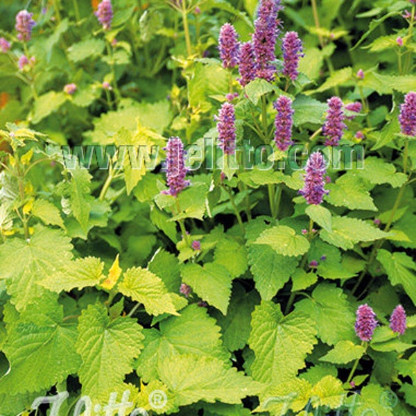 Agastache 'Golden Jubilee' plant 3.25" pot - Hyssop