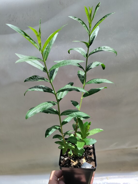 Sun Opener Herb - Heimia Salicifolia, 100% Natural Leaves From Schmerbals Herbals