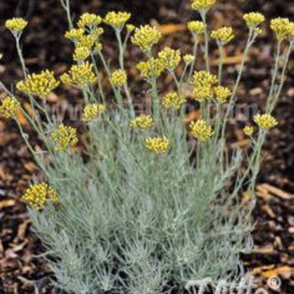 Curry Plant 3.25" pot - Helichrysum italicum