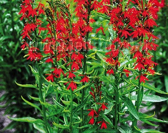 3 Lobelia QUEEN VICTORIA Cardinal Flower Perennial Starter Plant Plugs ...