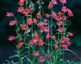 Penstemon 'Sunburst Ruby' plant 3.25" pot - Beardtongue