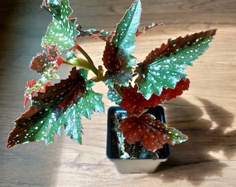 Angel Wing Begonia 'Fannie Moser' plant polka dot