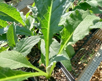 Cardoon plant 3.25" pot - Cynara cardunculus