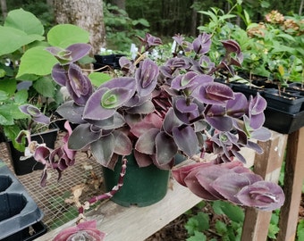 Tradescantia 'Purple Fuzzy'  plant 3.25" pot - Wandering Jew