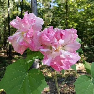 May include: Close-up of two large, pink flowers with ruffled petals and yellow centers. The flowers are in full bloom, with a mix of light and dark pink hues. Large green leaves are visible, with a blurred forest background.