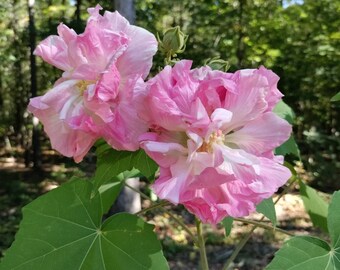 Mutabilis Rose - Etsy