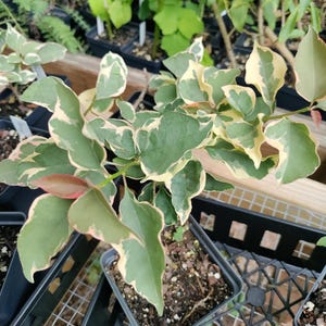 May include: A potted plant with green leaves edged in cream and yellow. The plant has a few reddish-pink new leaves. The plant is in a small black square pot, sitting on a black plastic tray. Other plants are visible in the background.