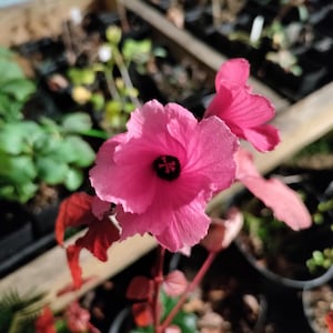 May include: Close-up of a vibrant pink flower with a dark center, possibly a hibiscus or similar bloom. The petals are delicate and ruffled, with a few buds and red leaves visible. The background is blurred, suggesting a garden setting.