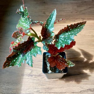 Angel Wing Begonia &#39;Fannie Moser&#39; plant 3.25&quot; pot - polka dot begonia