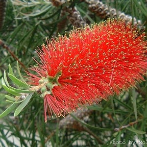 May include: A close-up of a red bottlebrush flower with long, thin, red petals. The flower is in bloom and has a fuzzy texture. The flower is growing on a green bush.