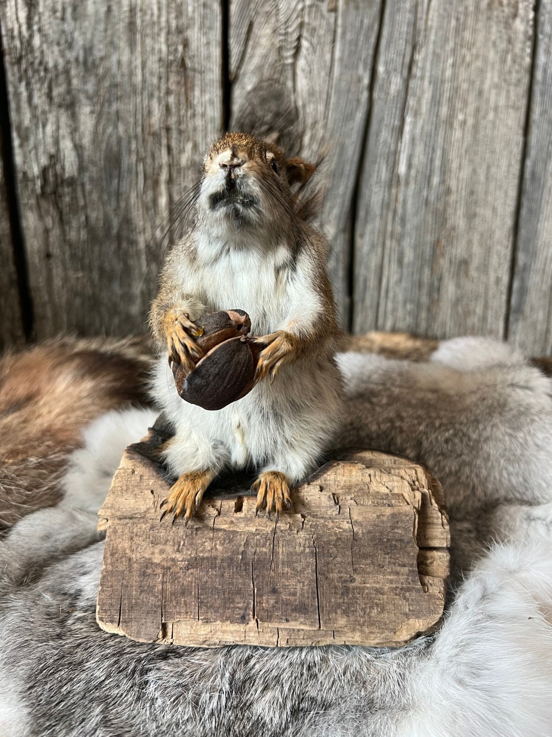 Pine Squirrel Full Body Mount Etsy