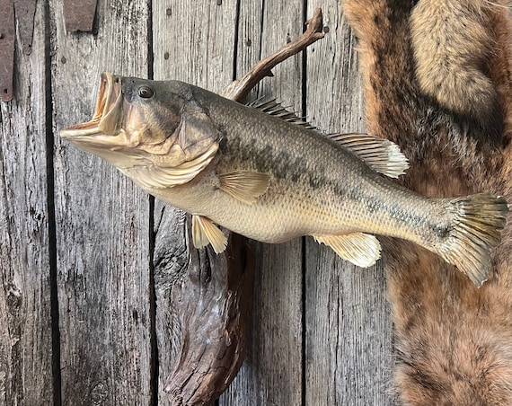 Nice Large Mouth Bass Mount - Etsy Hong Kong