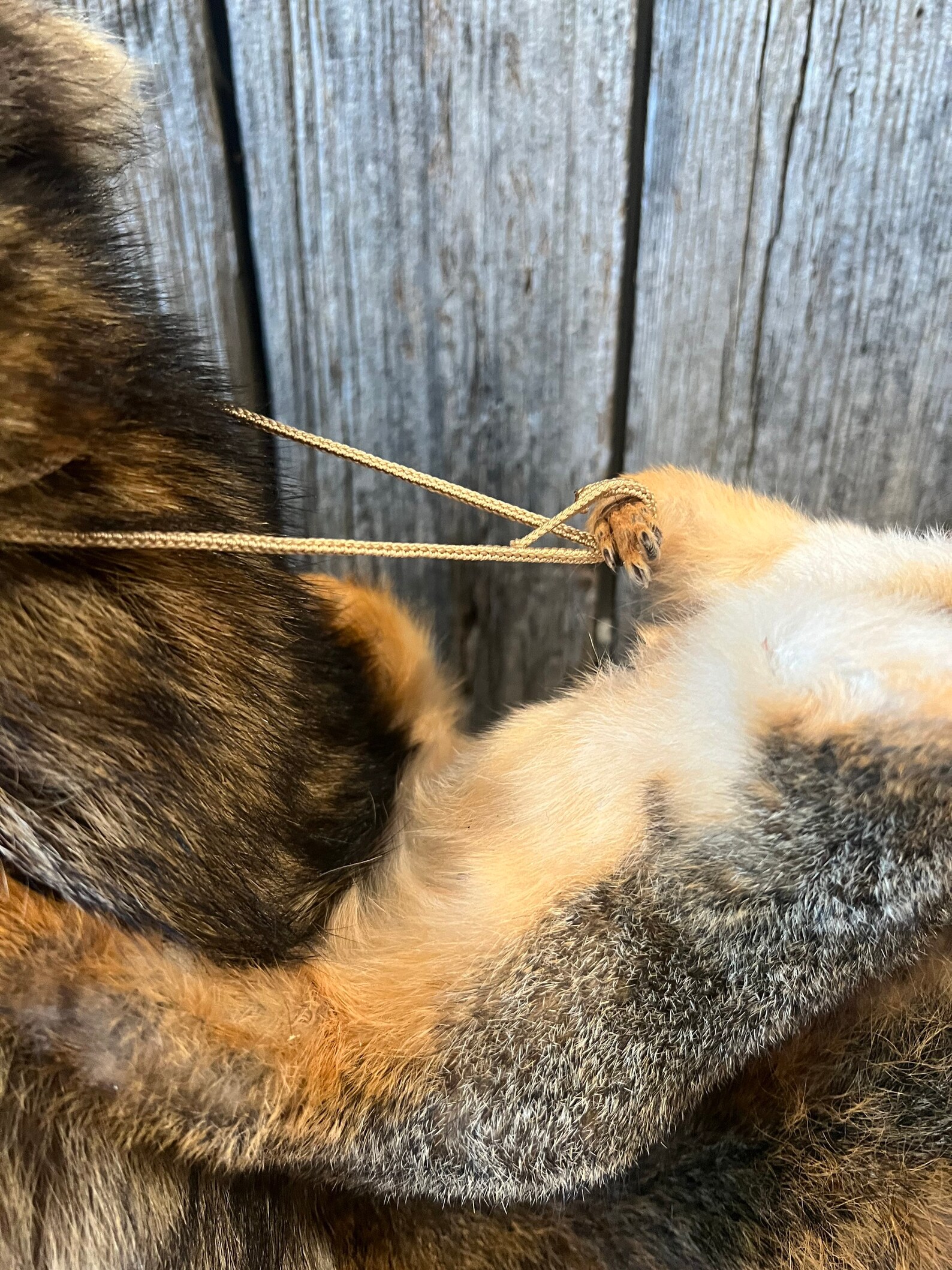 TEXAS EDITION Cowboy Squirrel Riding Raccoon Mount - Etsy