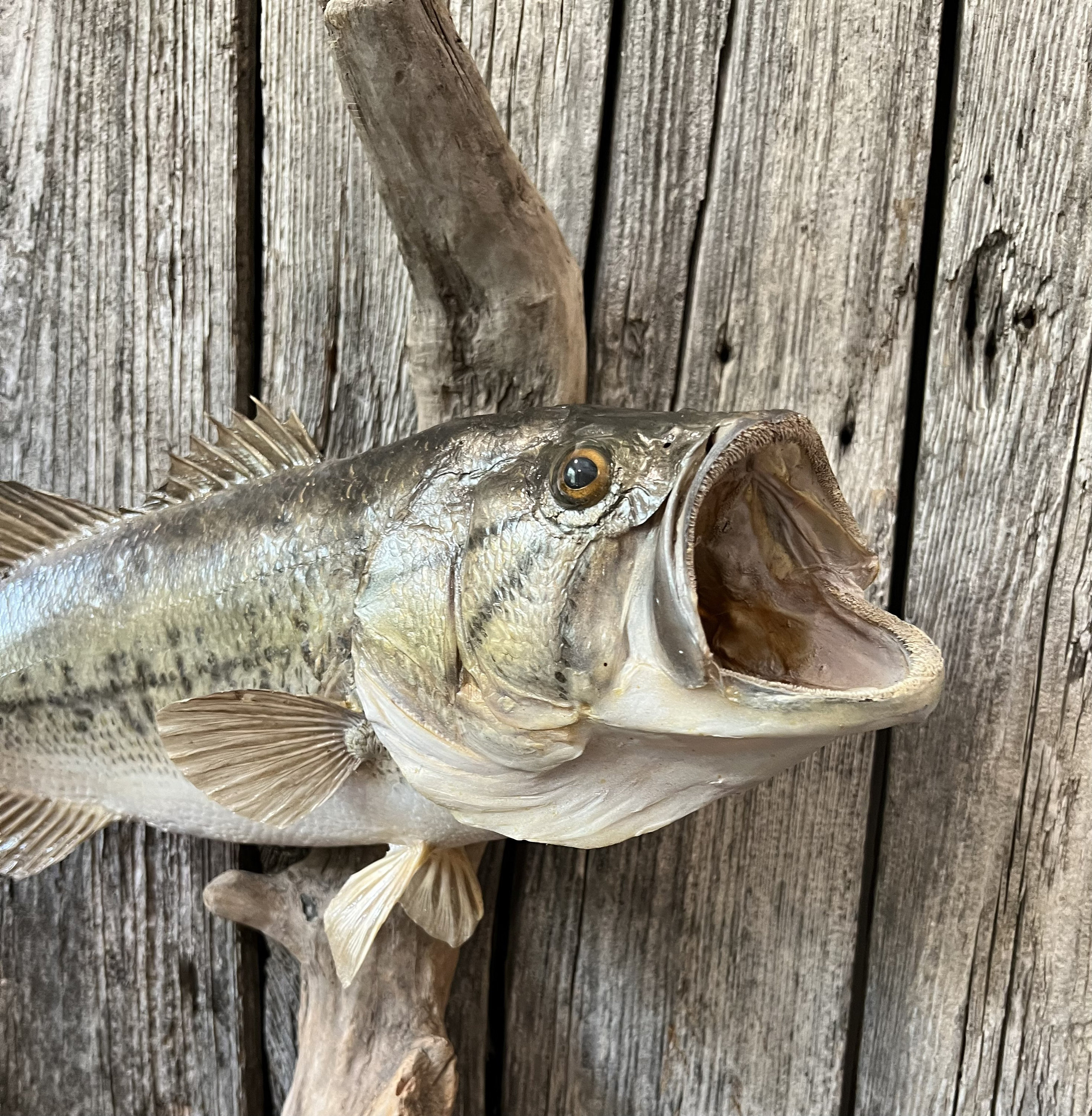 Large Mouth Bass Driftwood Mount -  Canada