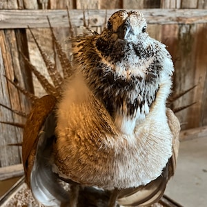 Full Body Grouse