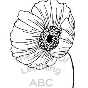 Poppy Colouring Page Remembrance Day Veterans Day Coloring Page