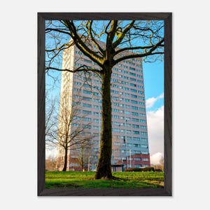 May include: A framed photograph featuring a tall, multi-story building with numerous windows, set against a bright blue sky. A large tree with bare branches stands in the foreground, with green grass below.